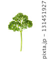 パセリ、白バック 131451927