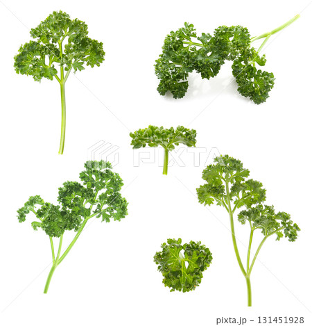 パセリ、白バック 131451928