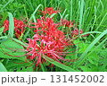 緑の草に生える曼殊沙華(彼岸花) 緑の草に生える曼殊沙華(彼岸花) 131452002