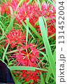 赤々と咲き誇る曼殊沙華(彼岸花) 赤々と咲き誇る曼殊沙華(彼岸花) 131452004
