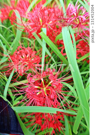 赤々と咲き誇る曼殊沙華(彼岸花) 赤々と咲き誇る曼殊沙華(彼岸花) 131452004