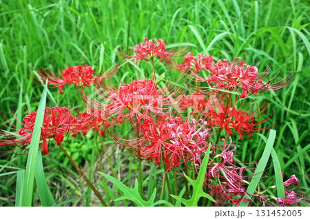 緑の草原に咲き誇る曼殊沙華(彼岸花) 緑の草原に咲き誇る曼殊沙華(彼岸花) 131452005