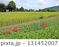 稲作の手前にぽつぽつと咲く曼殊沙華(彼岸花) 稲作の手前にぽつぽつと咲く曼殊沙華(彼岸花) 131452007