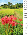 木々と稲作の手前に咲いている曼殊沙華(彼岸花) 木々と稲作の手前に咲いている曼殊沙華(彼岸花) 131452009