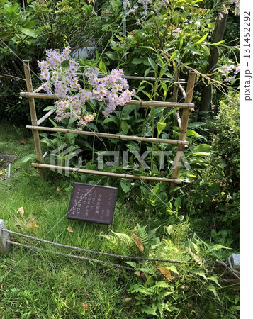 平安神宮の南神苑　シオン（古今和歌集） 131452292