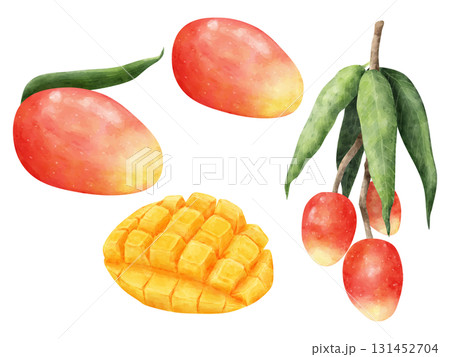水彩画風のマンゴーの木や果実のイラストセット 131452704