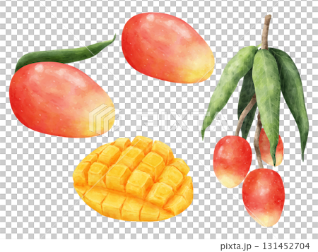 水彩風格芒果樹水果插圖集 131452704