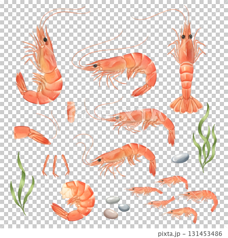 Set of shrimp characters. Watercolour illustration design. 131453486