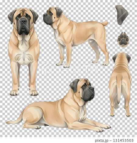Set of dog characters. English Mastiff, Watercolour illustration design. 131453503