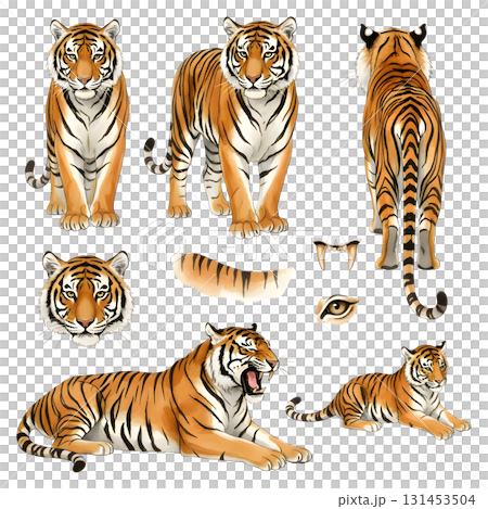 Set of tiger characters. Watercolour illustration design. Set of tiger characters. Watercolour illustration design. 131453504