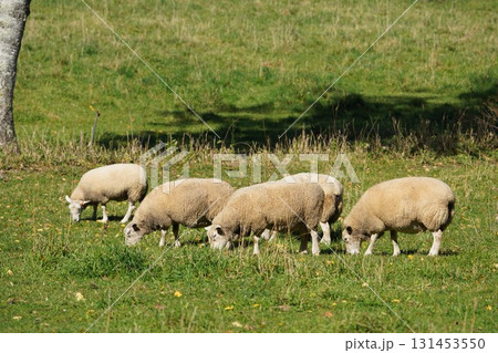 のどかに草を食む羊 のどかに草を食む羊 131453550