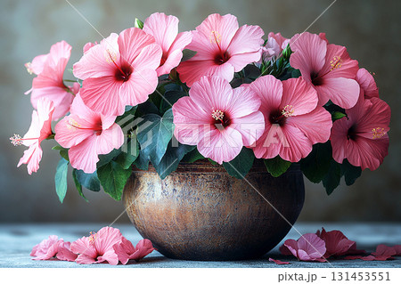 Perfect for creating calm. Big Hibiscus bush in vintage pot with fleshy leaves and pink flowers on a white background. Perfect for creating calm. Big Hibiscus bush in vintage pot with fleshy leaves and pink flowers on a white background. 131453551