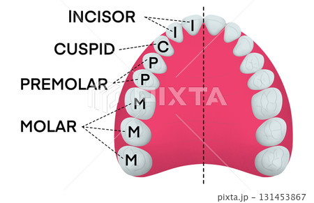 Educational dental chart showing the upper teeth structure with labeled incisors, cuspids, premolars, and molars, useful for anatomy learning, medical training, and dentistry studies 131453867