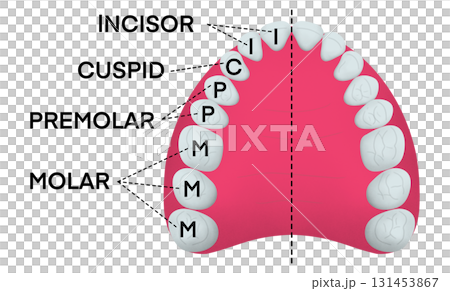 Educational dental chart showing the upper teeth structure with labeled incisors, cuspids, premolars, and molars, useful for anatomy learning, medical training, and dentistry studies Educational dental chart showing the upper teeth structure with labeled incisors, cuspids, premolars, and molars, useful for anatomy learning, medical training, and dentistry studies 131453867