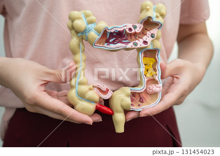 Intestine, Asian woman holding human anatomy model. 131454023