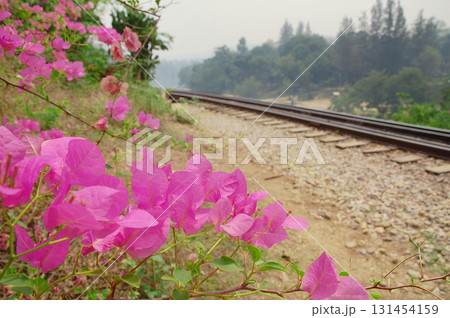 旧泰緬鉄道の線路とブーゲンビリア、カンチャナブリーの歴史的遺構を彩る南国の花々 131454159