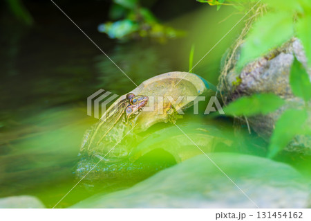 水辺で暮らすトノサマガエル 水辺で暮らすトノサマガエル 131454162