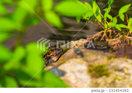 水辺で暮らすトノサマガエル 水辺で暮らすトノサマガエル 131454163