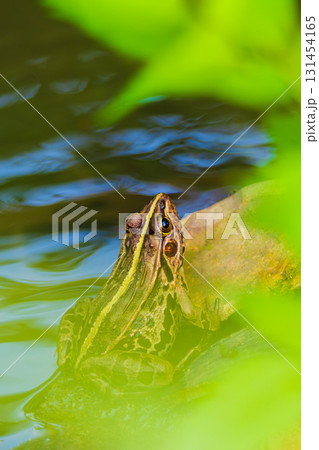 水辺で暮らすトノサマガエル 水辺で暮らすトノサマガエル 131454165