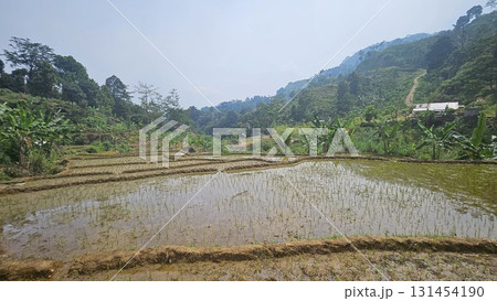 A scenic rice paddy on a terraced slope with young rice plants growing in waterlogged soil, surrounded by large rocks, greenery, and a small wooden hut. A scenic rice paddy on a terraced slope with young rice plants growing in waterlogged soil, surrounded by large rocks, greenery, and a small wooden hut. 131454190