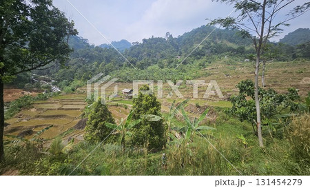 A scenic rice paddy on a terraced slope with young rice plants growing in waterlogged soil, surrounded by large rocks, greenery, and a small wooden hut. 131454279