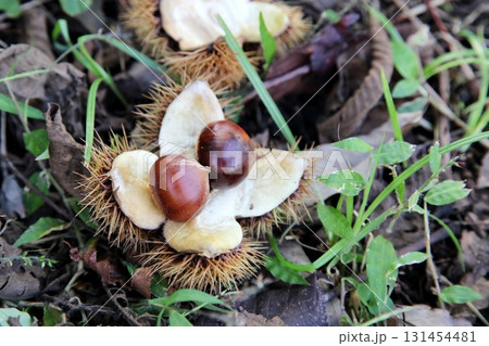 地面に落ちた山栗の実 地面に落ちた山栗の実 131454481