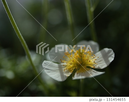 5月に咲いた可憐なチングルマの白い花 131454655