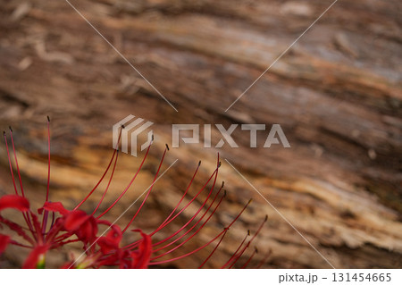 彼岸花 彼岸花 131454665