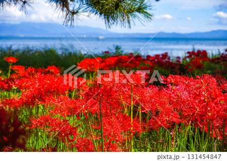 彼岸花 131454847