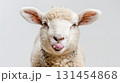 Funny young sheep or lamb close up banner, showing her tongue white background 131454868