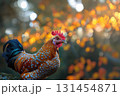 Close up of beautiful chicken, with detailed feathers,shot in nature with beautiful bokeh, selective focus 131454871