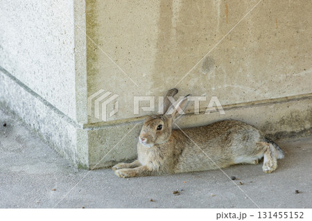うさぎ 131455152