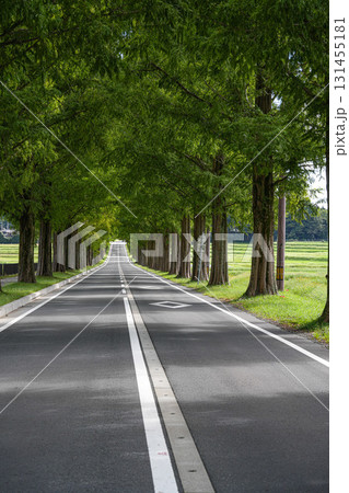 メタセコイア並木 131455181