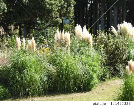 イネ科の大きな多年生植物「パンパスグラス」 131455328