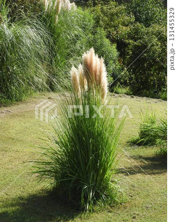 イネ科の大きな多年生植物「パンパスグラス」 131455329