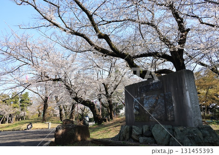 満開の桜の東京都北区の飛鳥山公園の風景 131455393