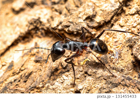 Carpenter ants, Camponotus gibber., Ambalavao, Madagascar wildlife 131455433