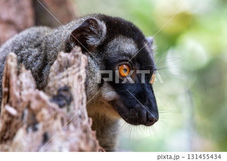 Common brown lemur, Eulemur fulvus, Madagascar wildlife 131455434
