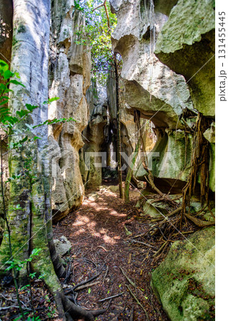 Petit Tsingy de Bemaraha, amazing landscape, Madagascar wilderness landscape Petit Tsingy de Bemaraha, amazing landscape, Madagascar wilderness landscape 131455445