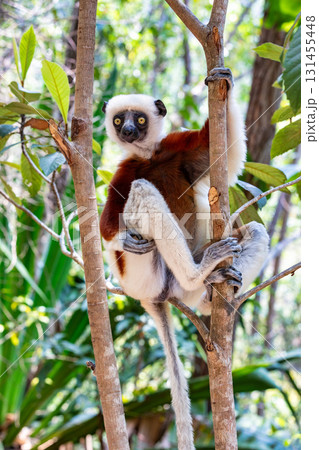 Coquerels sifaka (Propithecus coquereli), Reserve Peyrieras Madagascar Exotic, Madagascar wildlife animal. Coquerels sifaka (Propithecus coquereli), Reserve Peyrieras Madagascar Exotic, Madagascar wildlife animal. 131455448