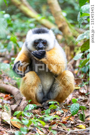 Lemur Diademed Sifaka, Propithecus diadema, Madagascar wildlife Lemur Diademed Sifaka, Propithecus diadema, Madagascar wildlife 131455451