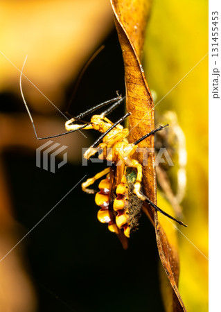 Assassin bugs, The Reduviidae sp., Analamazaotra National Park, Madagascar wildlife Assassin bugs, The Reduviidae sp., Analamazaotra National Park, Madagascar wildlife 131455453