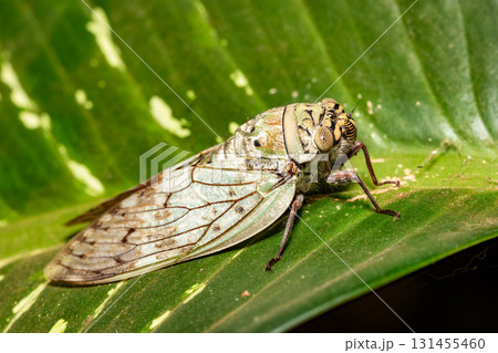 Yanga heathi, Cicada Tsingy de Bemaraha, Madagascar wildlife Yanga heathi, Cicada Tsingy de Bemaraha, Madagascar wildlife 131455460