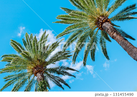 palm trees against blue sky palm trees against blue sky 131455490