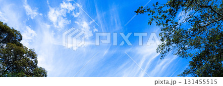 爽やかな青空と緑の木のある風景 131455515