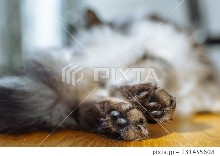 fluffy cute cat paws, close-up rear view fluffy cute cat paws, close-up rear view 131455608