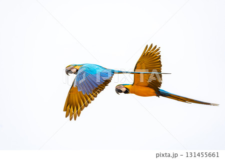 Blue-and-yellow macaw (Ara ararauna), Mato Grosso, Brazil. Brazilian birdwatching. 131455661
