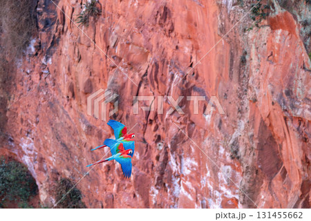 Red-and-green macaw (Ara chloropterus) in flight. Buraco das Araras, Mato Grosso do Sul. Brazil. Brazilian wildlife birdwatching. Red-and-green macaw (Ara chloropterus) in flight. Buraco das Araras, Mato Grosso do Sul. Brazil. Brazilian wildlife birdwatching. 131455662