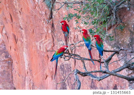 Red-and-green macaw (Ara chloropterus) in flight. Buraco das Araras, Mato Grosso do Sul. Brazil. Brazilian wildlife birdwatching. Red-and-green macaw (Ara chloropterus) in flight. Buraco das Araras, Mato Grosso do Sul. Brazil. Brazilian wildlife birdwatching. 131455663