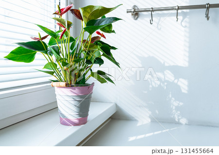 Houseplant anthurium in flowerpot on windowsill Houseplant anthurium in flowerpot on windowsill 131455664